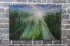 Picture of 'Forest Morning', Original Acrylic Painting / Print on Canvas, 3' x 2'